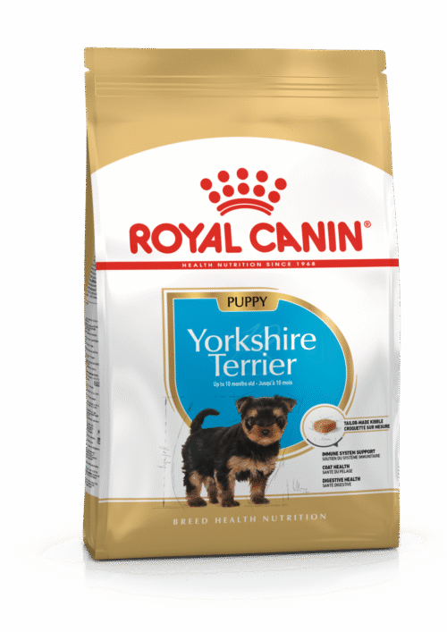 BHN Yorkshire Puppy 1.13 kg