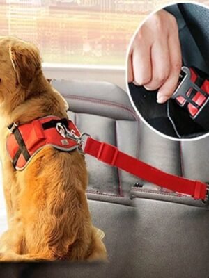 Cinturón De Seguridad