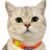 1453b5bf-f5ea-47a9-a834-17ec979761a4 Collar Tejido Para Gato
