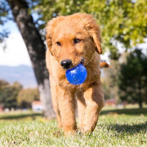 Juguete Para Perro Kong Pelota Crackle