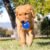 Juguete Para Perro Kong Pelota Crackle