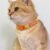 39cbfb21-06f6-40da-b863-e1df22fc262c Collar Tejido Para Gato