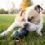 8204fe3b-3737-4f15-9906-d8cad1a0f409_medium__86060 Juguete Para Perro Kong Extreme Porta Pasabocas