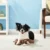 D_NQ_NP_828290-MLU78911208878_092024-O Juguete Para Perro Peluche Kong Scrunch Knots Zorro / Ardilla