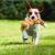 Kongcrunchzorro1 Juguete Para Perro Peluche Kong Scrunch Knots Zorro / Ardilla