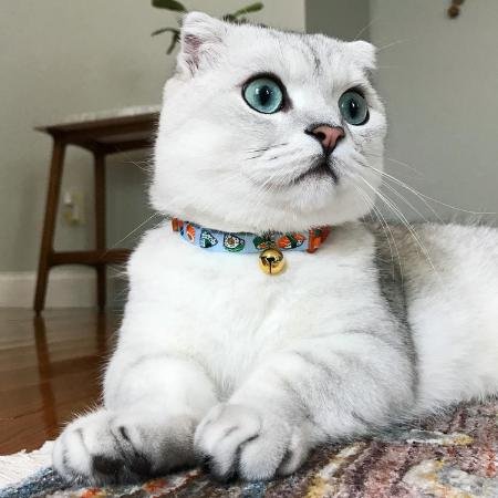 SCM12627_s1 Collar Para Gato Coastal Fashion Sushi