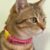 c9434f05-75cb-4d12-a326-2c1b2cfe1067 Collar Tejido Para Gato