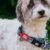 Collar Para Perro Max & Molly Original Retro Blue / Frenzy The Shark / Sailor