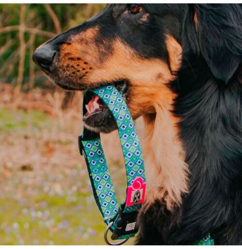 Collar Para Perro Max & Molly Original Retro Blue / Frenzy The Shark / Sailor