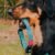 Collar Para Perro Max & Molly Original Retro Blue / Frenzy The Shark / Sailor