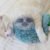 e1e5004c-b35b-4f08-90e4-2b5cb8856b69.__CR0,36,1500,928_PT0_SX970_V1___ Juguete Para Gato Peluche Petstages Purr Pillow