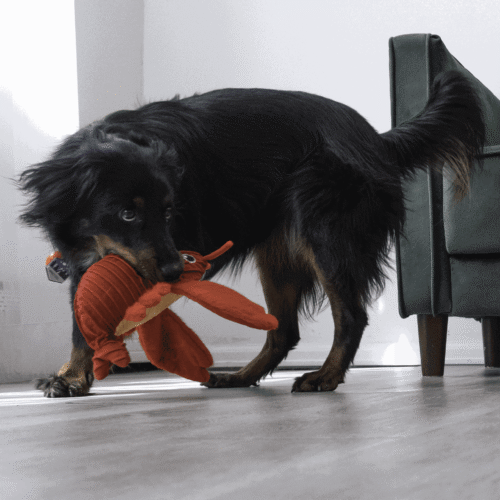 extracted_img000403 Juguete Para Perro Peluche Kong Langosta